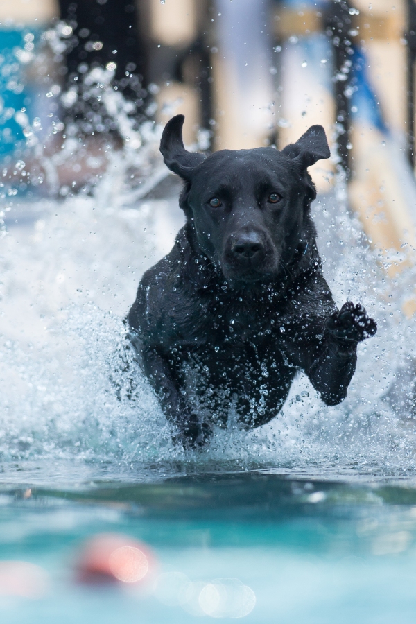 HUNGARY DOG DIVING COMPETITION 서울뉴스통신