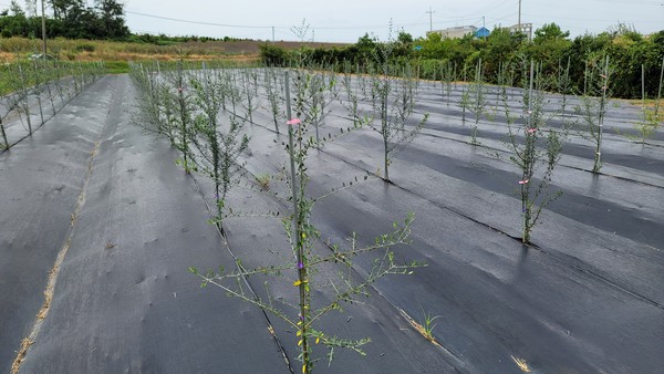 사진제공: 농업기술센터 기술보급과 소득작물담당