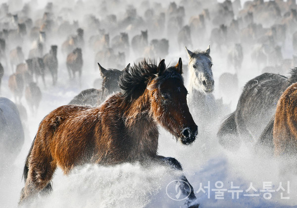 지난 20일 신장(新疆)위구르자치구 자오쑤(昭蘇)현 설원 위에서 말들이 달리는 모습이다. / 사진=신화통신