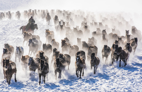 이 모습은 겨울에 신장(新疆)위구르자치구 자오쑤(昭蘇) 가면 말들이 설원 위를 달리는 진풍경을 구경할 수 있다. / 사진=신화통신