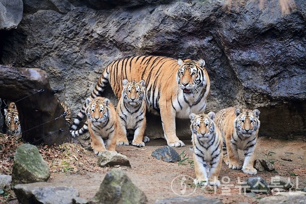옛부터 호랑이는 용맹하고, 기백이 뛰어나 새해가 되면 대문 앞에 호랑이가 그려진 문배도를 붙였다. 나쁜 기운을 물리치고 복을 기원하는 선조들의 지혜가 담겨있다. / 사진=국민소통실