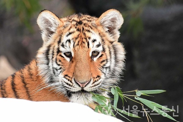 지난 20일 용인 에버랜드 동물원에서 열린 한국 호랑이 5남매 공개 행사가 열렸다. / 사진=국민소통실