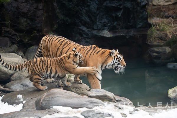 지난 20일 용인 에버랜드 동물원에서 열린 한국 호랑이 5남매 공개 행사가 열렸다. / 사진=국민소통실