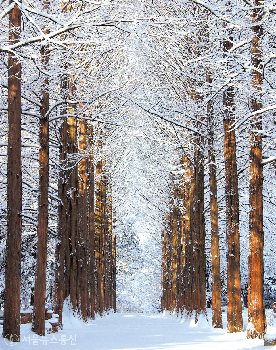 춘천 '남이섬'이 임인년(壬寅年) 새해를 맞아 오는 29일부터 2월 2일까지 설 연휴 이벤트를 진행한다고 28일 밝혔다.