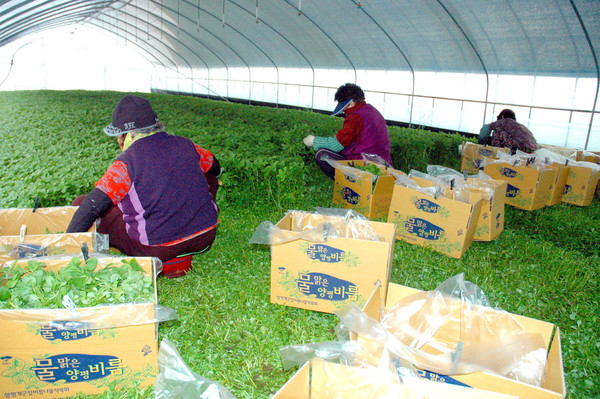 양평개군비름나물작목회에서 올해 첫 비름나물을 수확하고 있다.