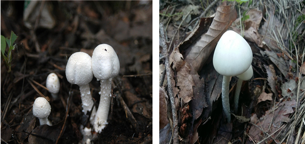 식용버섯인 흰주름버섯(왼쪽)과 독버섯인 독우산광대버섯. /농촌진흥청