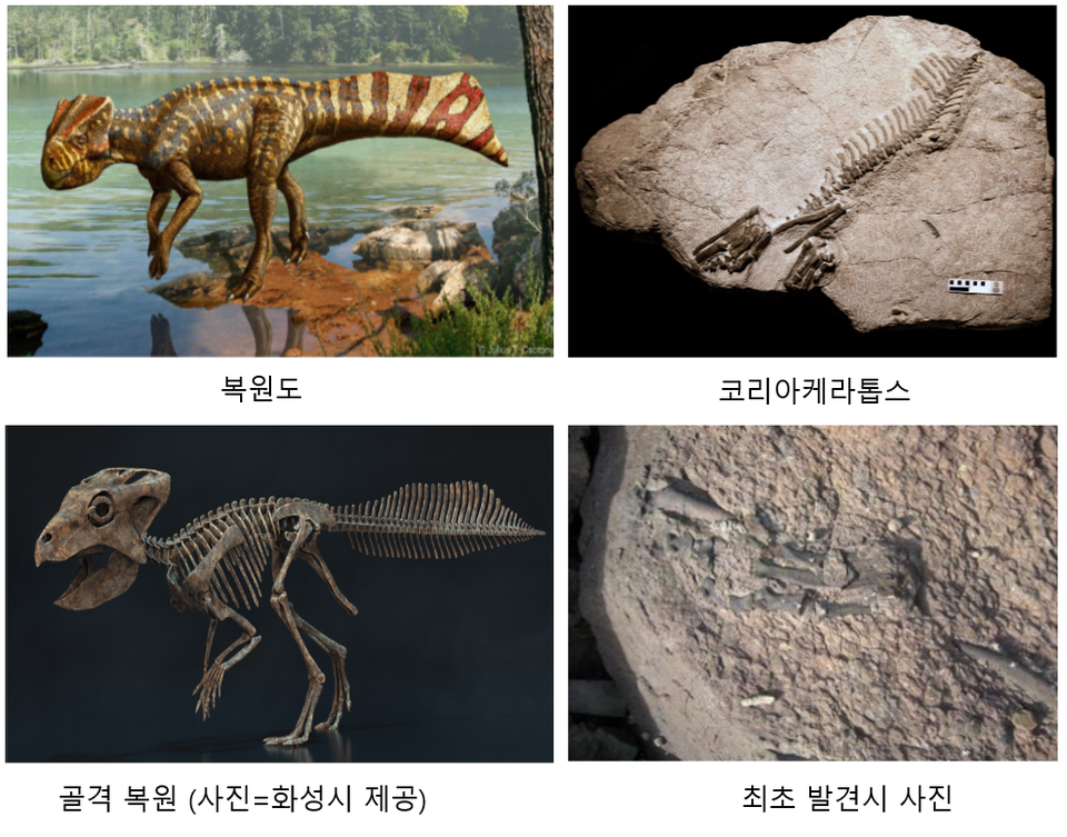더쿠 - 국내서 처음 발견된 ‘화성 뿔공룡’ 화석, 천연기념물 됐다