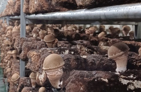 더드림농원 참송이버섯