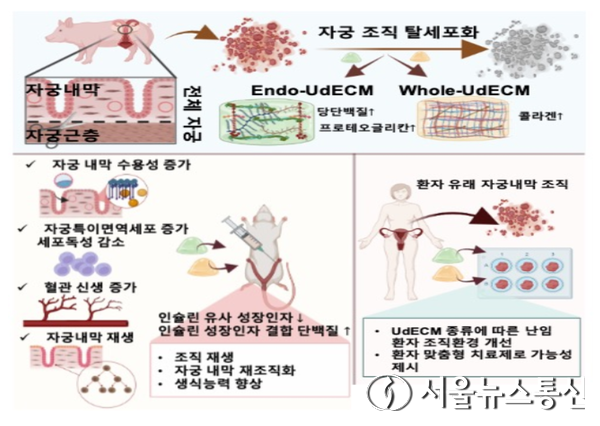 국내 연구진이 자궁 내막 성분과 유사해 자궁 내막의 두께를 정상 수준으로 회복시키고 배아 착상률을 크게 높이는 하이드로 젤을 개발해냈다.  /사진 = 차병원