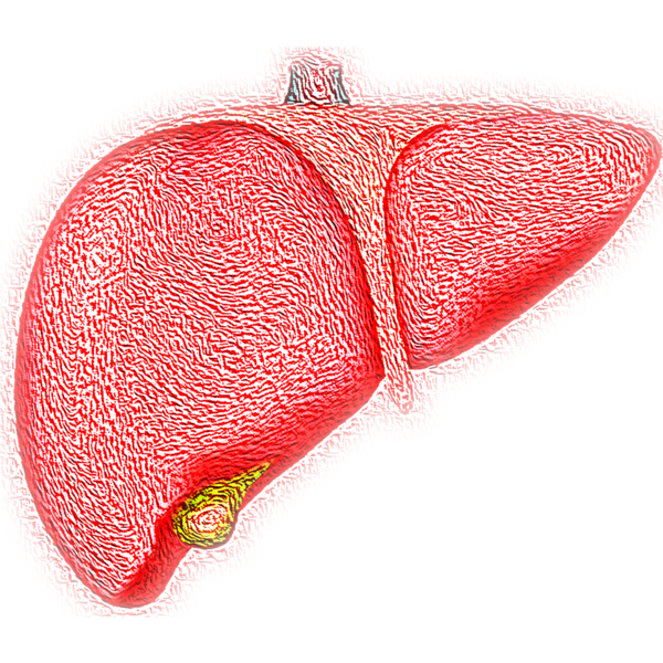 간세포암(간암)에서 간동맥화학색전술(이하 TACE)의 시행 범위를 보다 넓힐 수 있다는 연구결과가 발표됐다. (지방간질환, 간 이미지) / 사진 = pixabay