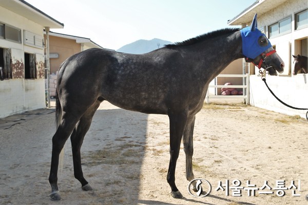 석세스마초(레이팅 123, 한국(포), 거, 5세, 부마:MACHO UNO(미), 모마:블랙레이스(미), 마주:이장현, 조교사:민장기)