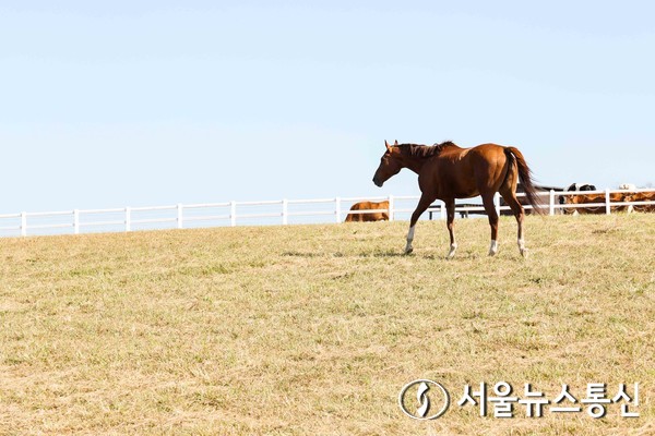 경주마 복지_안성팜랜드에 자리한 명예경주마 청담도끼 / 사진 = 한국마사회