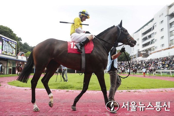 원더풀슬루(3세, 레이팅 65, 지대섭 마주, 리카디 조교사, 승률 50.0%, 복승률 83.3%)