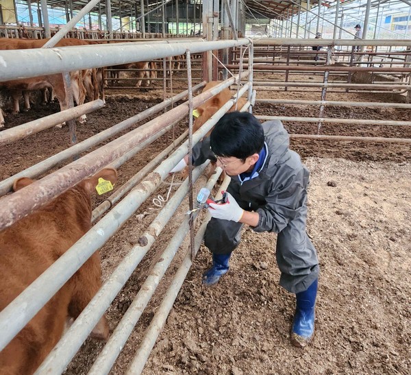11월 1~5일, 사육 중인 모든 소를 대상으로 럼피스킨병 백신 접종을 실시. / 사진 = 장성군