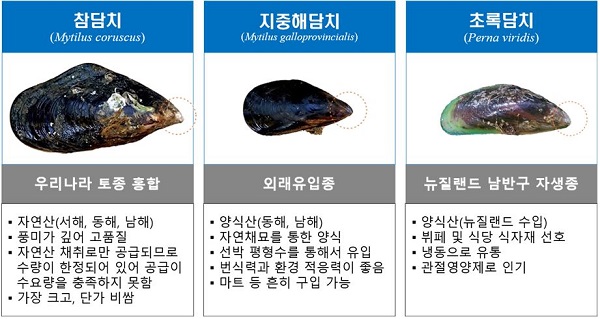 인천시 “백령 해역에 어린 토종 홍합 ‘참담치’ 80만 마리 방류” - 서울뉴스통신