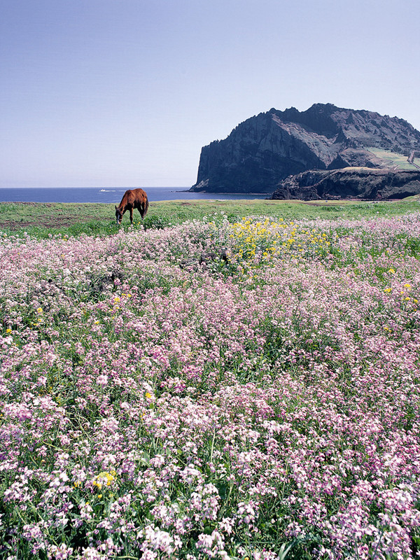 제주도는 제주 고향사랑 기부자를 위한 제주만의 특별한 우대혜택을 16일부터 제공한다. /서울뉴스통신 DB
