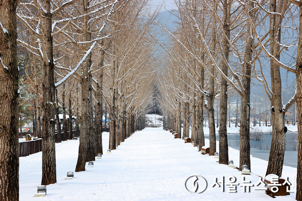  괴산 문광저수지 은행나무길도 새하얀 눈으로 뒤덮여 색다른 풍경을 자아냈다.(사진=괴산군청 제공)