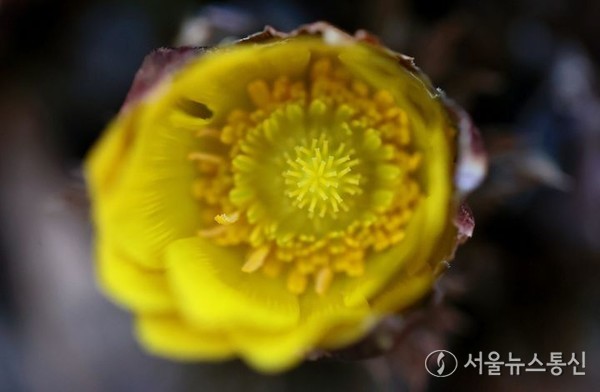 포근한 봄날씨를 보인 13일 경남 함양군 병곡면 대봉산에서 복수초가 꽃망울을 터뜨려 봄소식을 전하고 있다. (2024.02.13) / 사진 = 함양군 제공