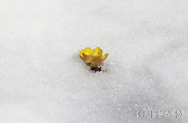 포근한 봄날씨를 보인 13일 경남 함양군 병곡면 대봉산에서 복수초가 눈을 비집고 꽃망울을 터뜨려 봄소식을 전하고 있다. (2024.02.13) / 사진 = 함양군 제공