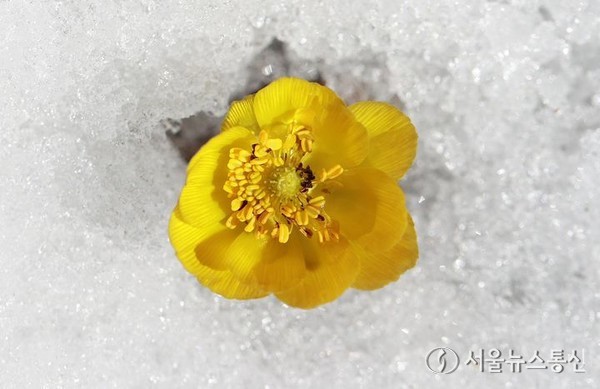 포근한 봄날씨를 보인 13일 경남 함양군 병곡면 대봉산에서 복수초가 눈을 비집고 꽃망울을 터뜨려 봄소식을 전하고 있다. (2024.02.13) / 사진 = 함양군 제공