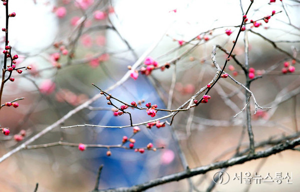 설 연휴가 끝난 13일 오전 광주 북구 운암동 어린이대공원 일대에 심어진 매화나무에서 꽃봉오리가 움트고 있다. (2024.02.13) / 사진 = 광주 북구 제공