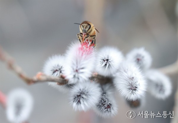 절기상 우수를 나흘 앞둔 15일 경남 함양군 마천면 한 하천에서 버들강아지가 수줍게 꽃망울을 터뜨리며 고개를 내밀고 있다. (2024.02.15) / 사진 = 함양군 제공