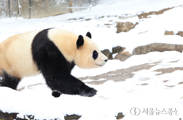 오는 4월초 중국 귀환을 앞둔 판다 푸바오가 22일 경기도 용인시 에버랜드 판다월드에서 눈밭을 걷고 있다. (2024.02.22) / 사진 = 에버랜드 제공
