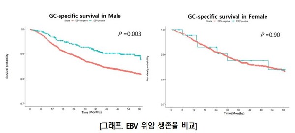 남성(왼쪽) 에서는 EBV 위암(파란색)이 그 외 위암(붉은색)에 비해 높은 생존율을 보였으나 여성(오른쪽)에서는 그러한 차이가 드러나지 않았다.