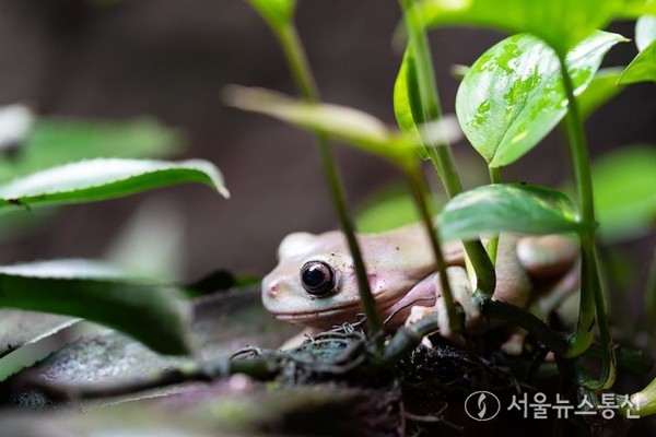 롯데월드 아쿠아리움은 개구리가 잠에서 깨어난다는 절기인 '경칩(驚蟄)'을 맞아 신규 양서류들을 전시한다고 4일 밝혔다. 사진은 봄을 맞아 깨어난 화이트 트리 프로그 모습.  (2024.03.04) / 사진 = 롯데월드 아쿠아리움 제공