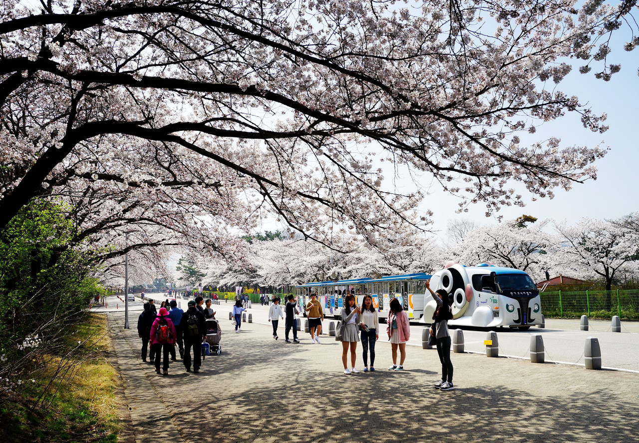 개원 40주년을 맞이한 서울대공원에서 벚꽃축제가 열린다. / 서울대공원 제공