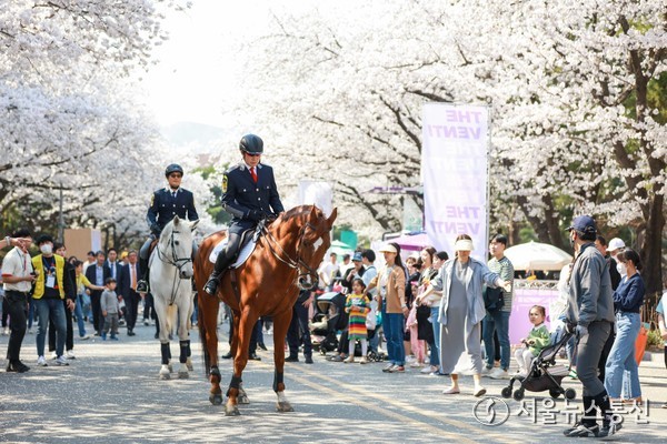 말과 함께하는 이색 벚꽃축제 렛츠런파크 서울. / 사진 = 한국마사회