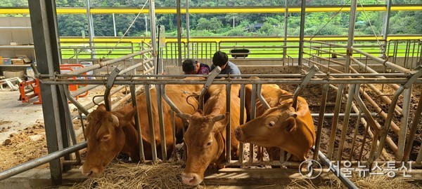  환경부는 소의 배설물인 '우분' 처리 방법 다변화를 골자로 하는 규제 특례(샌드박스)를 추진한다. (한우 농가) / 사진 = 서울뉴스통신 DB