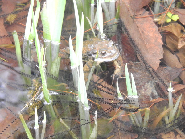두꺼비 생태공원 두꺼비, 막바지 산란 사진
