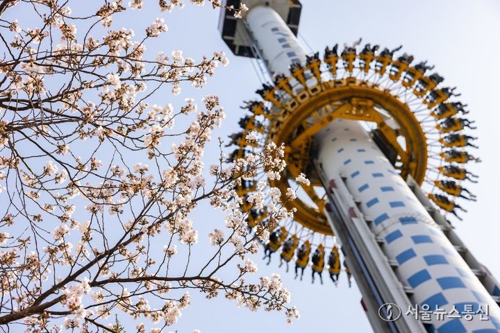 따뜻한 봄날씨를 보인 2일 서울 송파구 롯데월드 어드벤처 인근에 벚꽃이 피어나 있다. (2024.04.02) / 사진 = 롯데월드 어드벤처 제공