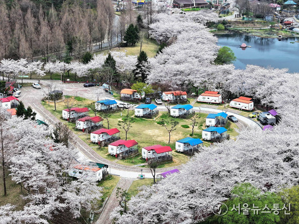 2일 광주 북구 생용동 우치공원 대야제 인근 한 카라반캠핑장에 벚꽃이 만개했다. 광주지방기상청은 이날부터 3일까지 광주와 전남에 강풍을 동반한 최대 80㎜의 강한 비가 내릴 것으로 예보했다. (2024.04.02) / 사진 = 광주 북구 제공