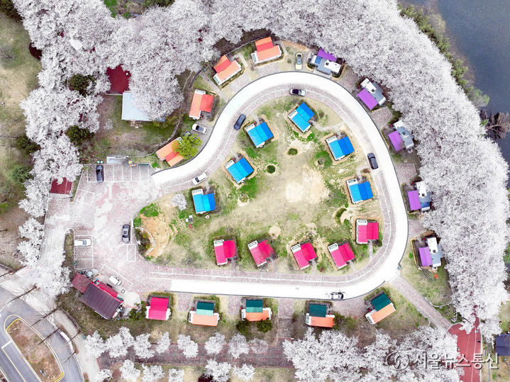 2일 광주 북구 생용동 우치공원 대야제 인근 한 카라반캠핑장에 벚꽃이 만개했다. (2024.04.02) / 사진 = 광주 북구 제공