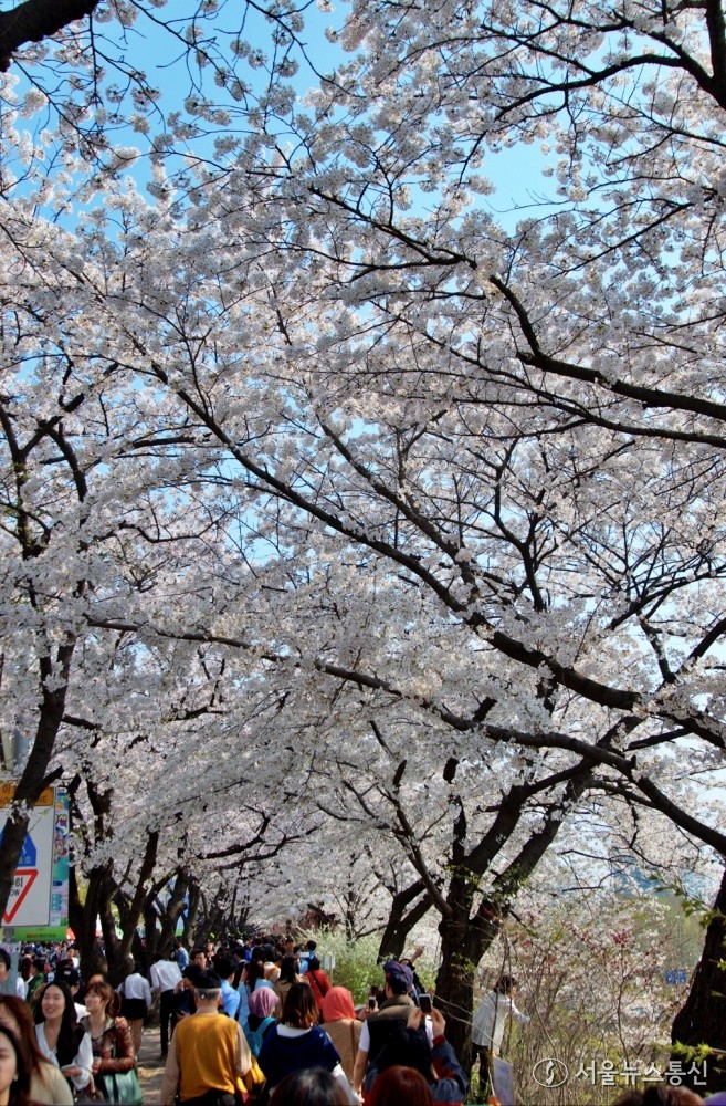 영등포 여의도봄꽃축재가 열리고 있는 3일 오후 서울 여의도 윤중로 인근에서 시민들이 나들이를 즐기고 있다. (2024.03.31) / 사진 = 서울뉴스통신 황수연 기자