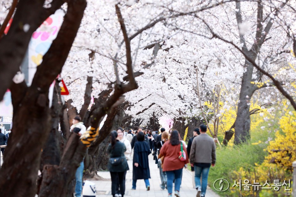영등포 여의도봄꽃축재가 열리고 있는 4일 시민들이 서울 여의도 윤중로 벚꽃길을 걸으며 봄을 즐기고 있다. (2024.04.04) / 사진 = 서울뉴스통신 황수연 기자