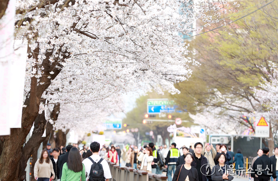 영등포 여의도봄꽃축재가 열리고 있는 4일 시민들이 서울 여의도 윤중로 벚꽃길을 걸으며 봄을 즐기고 있다. (2024.04.04) / 사진 = 서울뉴스통신 황수연 기자