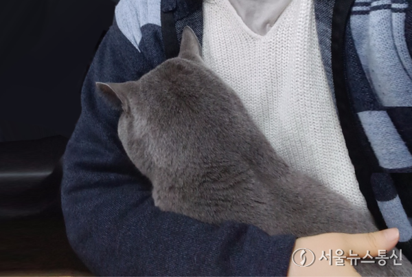 대한수의사회가 최근 고양이에서 원인이 밝혀지지 않은 신경·근육병증 사례가 다수 보고됐다며 동물 보호자들에게 주의를 당부했다. (사진은 기사와 무관) / 사진 = 서울뉴스통신 송경신 기자