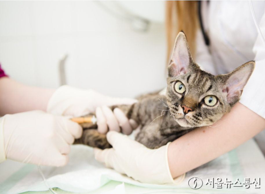 대한수의사회가 최근 고양이에서 원인이 밝혀지지 않은 신경·근육병증 사례가 다수 보고됐다며 동물 보호자들에게 주의를 당부했다. (2024.04.12) / .사진 = 유토이미지 제공