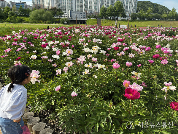 경북 안동시 어가골 낙동가람 초화단지에 14일 작약꽃이 활짝 피어 있다. (2024.05.14) / 사진 = 안동시 제공