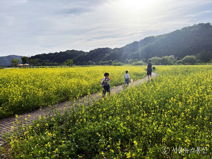 경북 안동시 어가골 낙동가람 초화단지에 14일 유채꽃이 활짝 피어 있다. (2024.05.14) / 사진 = 안동시 제공
