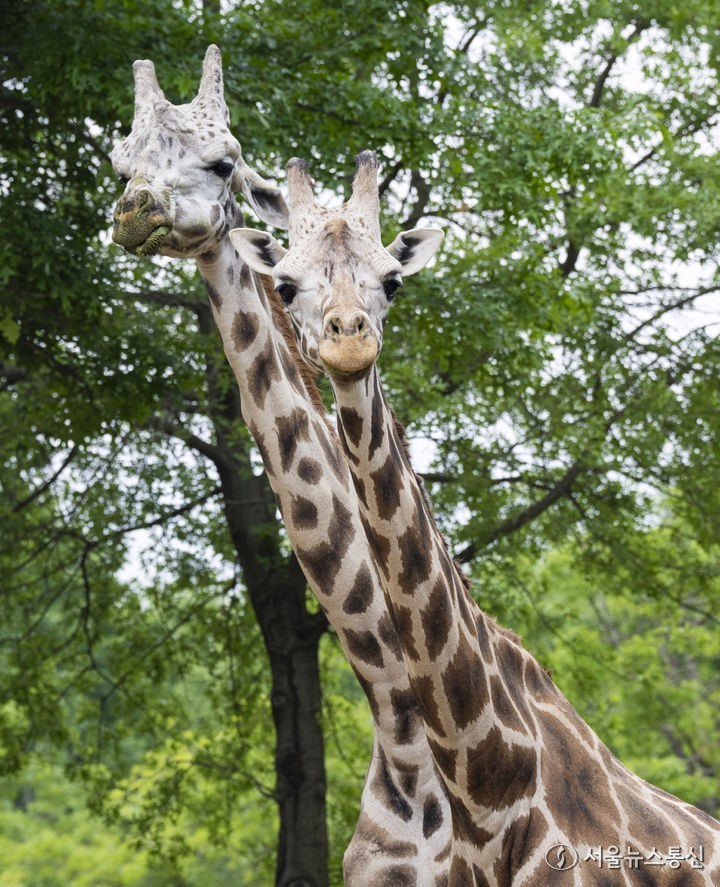 부부의 날을 하루 앞둔 20일 경기도 용인시 에버랜드 로스트밸리에 살고 있는 기린 가족이 화목한 시간을 보내고 있다. 수컷 아기 기린 마루는 지난해 5월 아빠 세븐(2007년생)과 엄마 한울(2009년생) 사이에서 태어났다. (2024.05.20) / 사진 = 에버랜드 제공