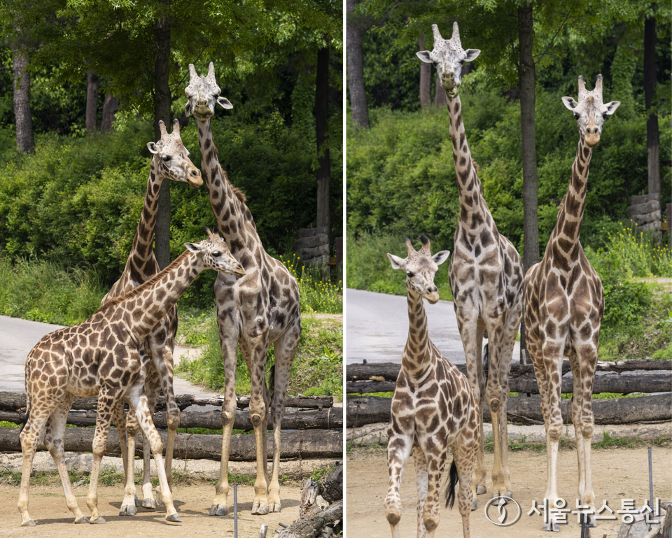 부부의 날을 하루 앞둔 20일 경기도 용인시 에버랜드 로스트밸리에 살고 있는 기린 가족이 화목한 시간을 보내고 있다. 수컷 아기 기린 마루는 지난해 5월 아빠 세븐(2007년생)과 엄마 한울(2009년생) 사이에서 태어났다. (2024.05.20) / 사진 = 에버랜드 제공