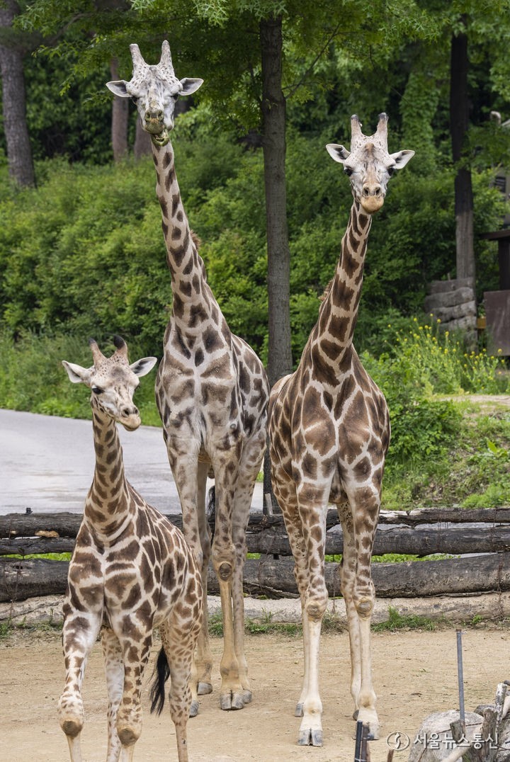 부부의 날을 하루 앞둔 20일 경기도 용인시 에버랜드 로스트밸리에 살고 있는 기린 가족이 화목한 시간을 보내고 있다. 수컷 아기 기린 마루는 지난해 5월 아빠 세븐(2007년생)과 엄마 한울(2009년생) 사이에서 태어났다. (2024.05.20) / 사진 = 에버랜드 제공