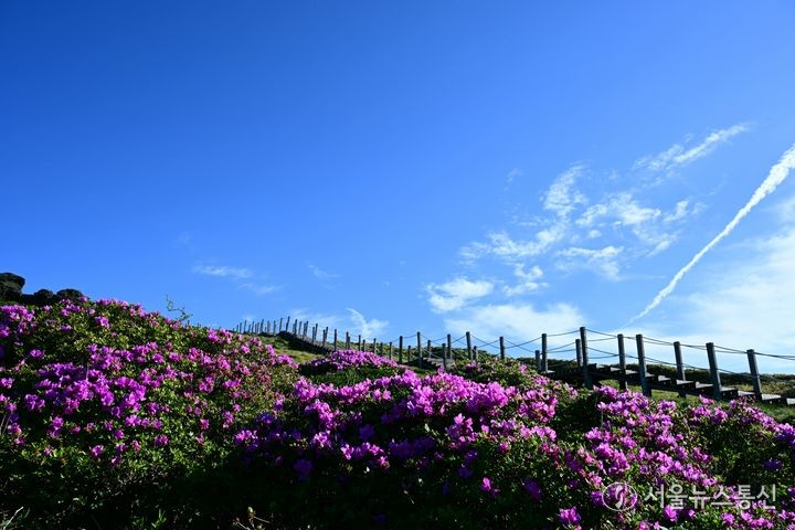 맑은 날씨를 보인 28일 오전 제주 한라산 영실탐방로 선작지왓에 철쭉이 활짝 피어나 시선을 사로 잡고 있다. (2024.05.28) / 사진 = 난대아열대산림연구소 제공