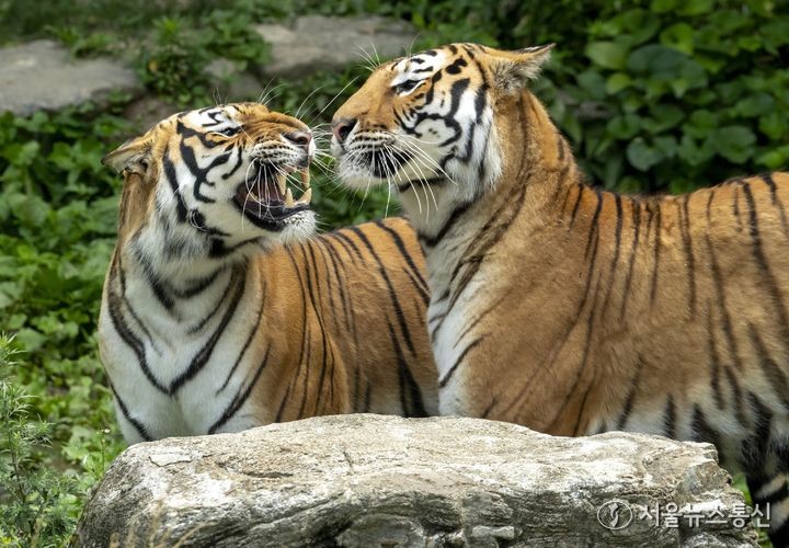 에버랜드는 27일 타이거밸리에 살고 있는 호랑이 4남매 '아름·다운·우리·나라'가 27일 세 돌을 맞았다고 밝혔다. 에버랜드 주키퍼들은 멸종위기종인 호랑이 4남매의 세번째 생일을 맞아 호랑이가 좋아하는 고기와 얼음 등으로 덮인 3단 케이크를 선물했다. 사진은 3살 생일을 맞은 호랑이 4남매 중 첫째 아름(오른쪽)이와 셋째 우리. (2024.06.27) / 사진 = 에버랜드 제공