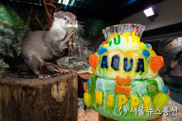롯데월드 아쿠아리움은 22일 중복을 앞두고 작은발톱수달, 바다사자, 매부리바다거북 등 해양생물들에게 더위를 극복하고 건강한 여름을 보낼 수 있도록 ‘특별 보양식’을 제공했다. 작은발톱수달에게는 비타민과 수분이 풍부한 과일은 물론 시원한 얼음까지 가득한 특식을, 바다사자에게는 3단 아이스 케이크를, 매부리바다거북에게는 해산물이 가득한 아이스볼을 선물해 시원한 여름나기를 지원했다. (2024.07.23) / 사진 = 롯데월드 아쿠아리움 제공