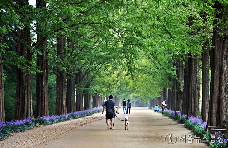 산림청 주관 '아름다운 도시숲 50선'에 선정된 전남 담양 메타세쿼이아 가로수길을 따라 활짝 핀 맥문동이 13일 보랏빛으로 여름 정취를 더하고 있다. (2024.08.13) / 사진 = 담양군 제공